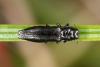 Aphanisticus elongatus